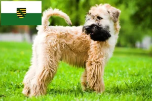 Read more about the article Saksonya’da İrlanda Yumuşak Kaplı Wheaten Terrier yetiştiricileri ve köpek yavruları