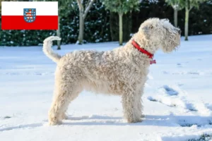 Read more about the article Thüringen’de Yumuşak Kaplı Wheaten Terrier yetiştiricileri ve köpek yavruları