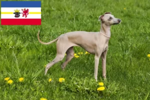 Read more about the article Mecklenburg-Vorpommern’de İtalyan rüzgar çanı yetiştiricileri ve yavru köpekler