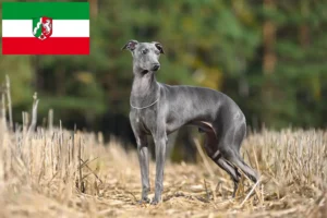 Read more about the article Kuzey Ren-Vestfalya’daki İtalyan rüzgar çanı yetiştiricileri ve yavru köpekler