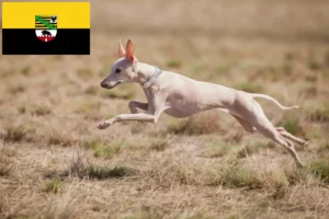 Read more about the article Saksonya-Anhalt’da İtalyan rüzgar çanı yetiştiricileri ve yavru köpekler