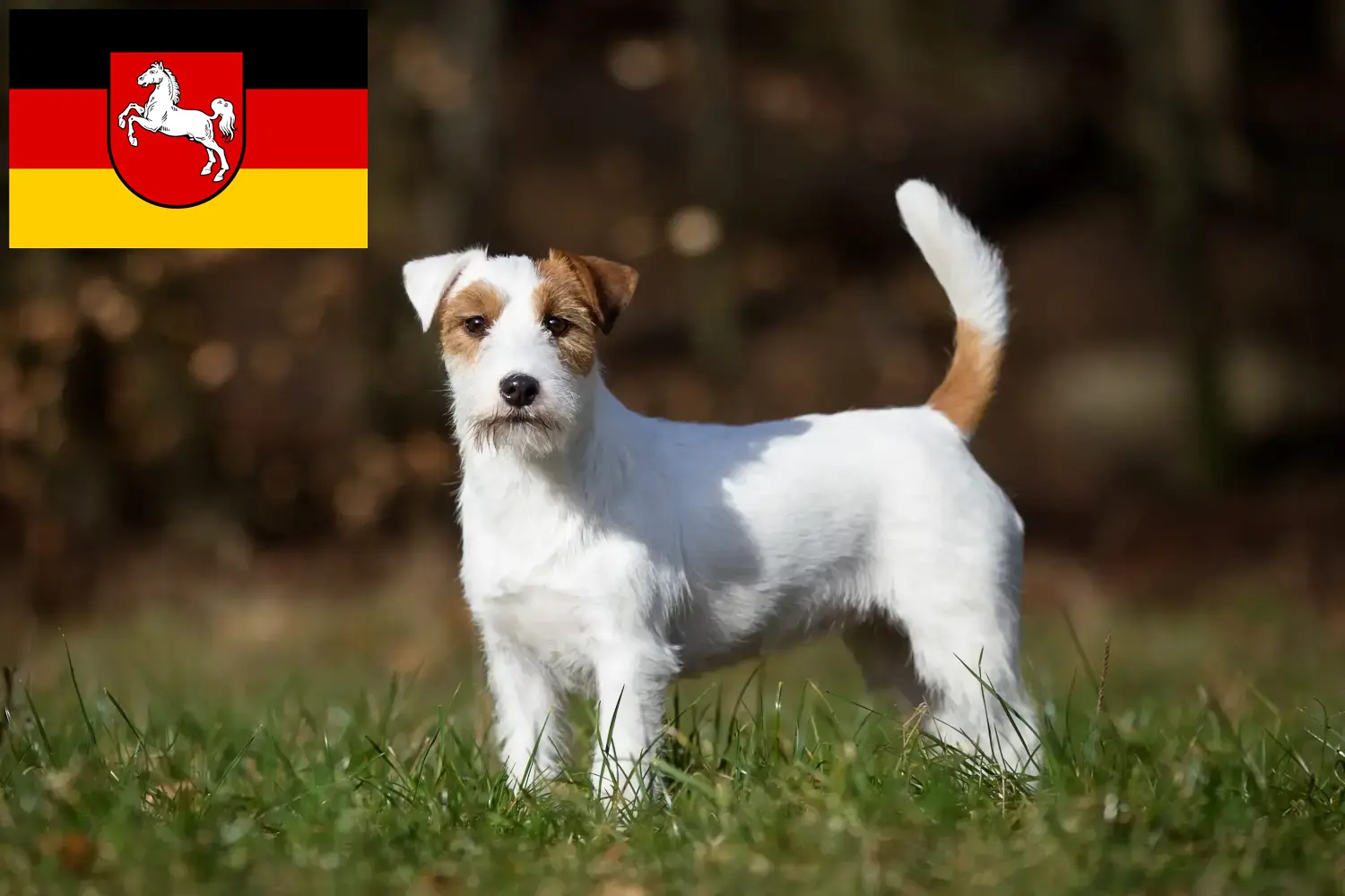 Read more about the article Aşağı Saksonya’da Jack Russell yetiştiricileri ve köpek yavruları