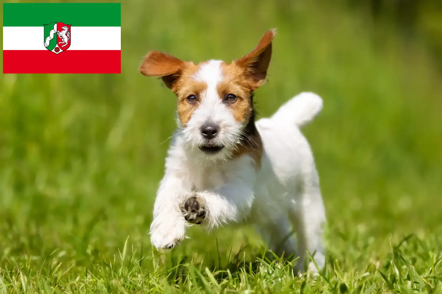 Read more about the article Kuzey Ren-Vestfalya’da Jack Russell yetiştiricileri ve köpek yavruları