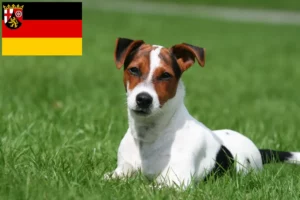 Read more about the article Rheinland-Pfalz’da Jack Russell yetiştiricileri ve köpek yavruları