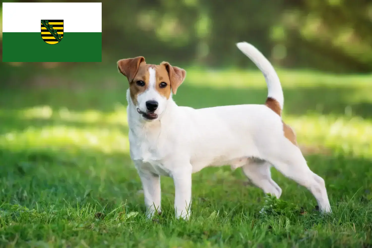 Read more about the article Saksonya’da Jack Russell yetiştiricileri ve köpek yavruları