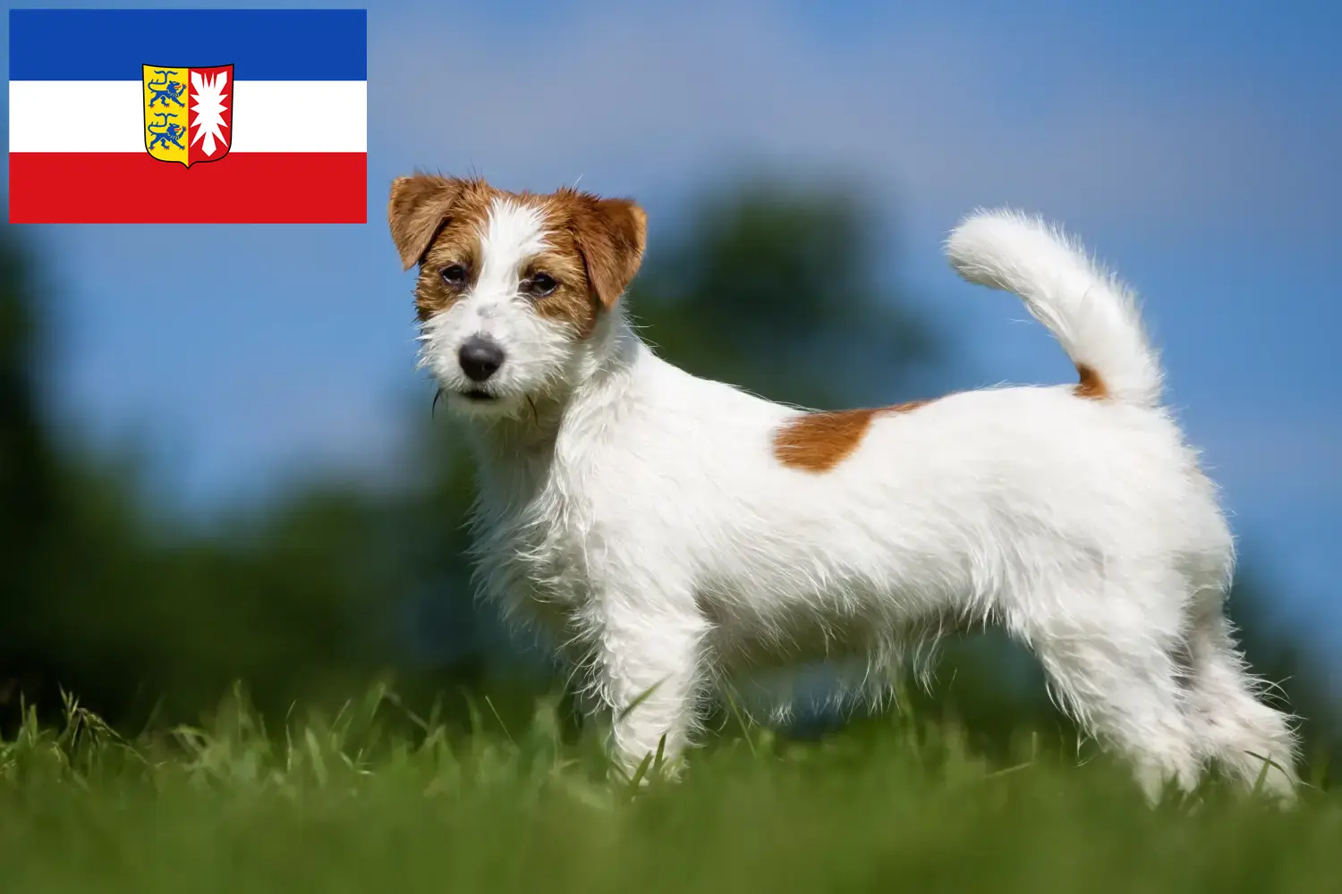 Jack Russell yavruları ve yetiştiricileri Schleswig-Holstein Schleswig-Holstein'daki Jack Russell yetiştiricilerini burada bulabilirsiniz.