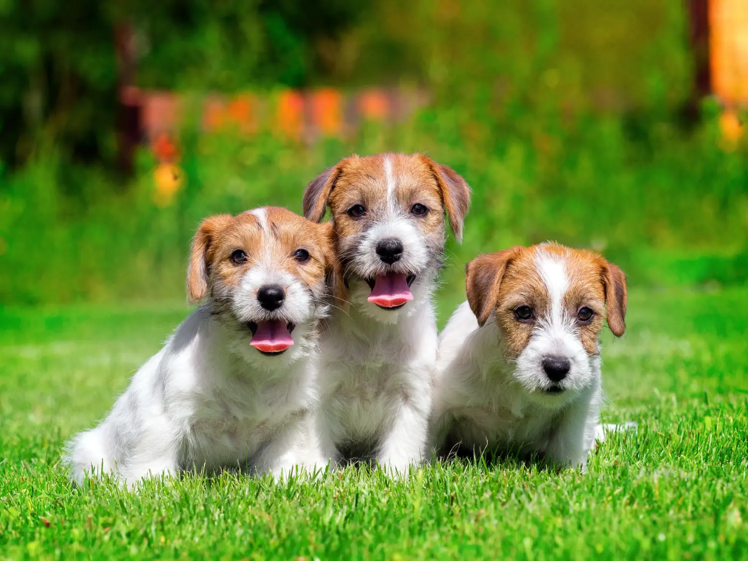 Bir Jack Russell yavrusu satın almak sorumluluk almak demektir! Jack Russell yavruları satın alın.