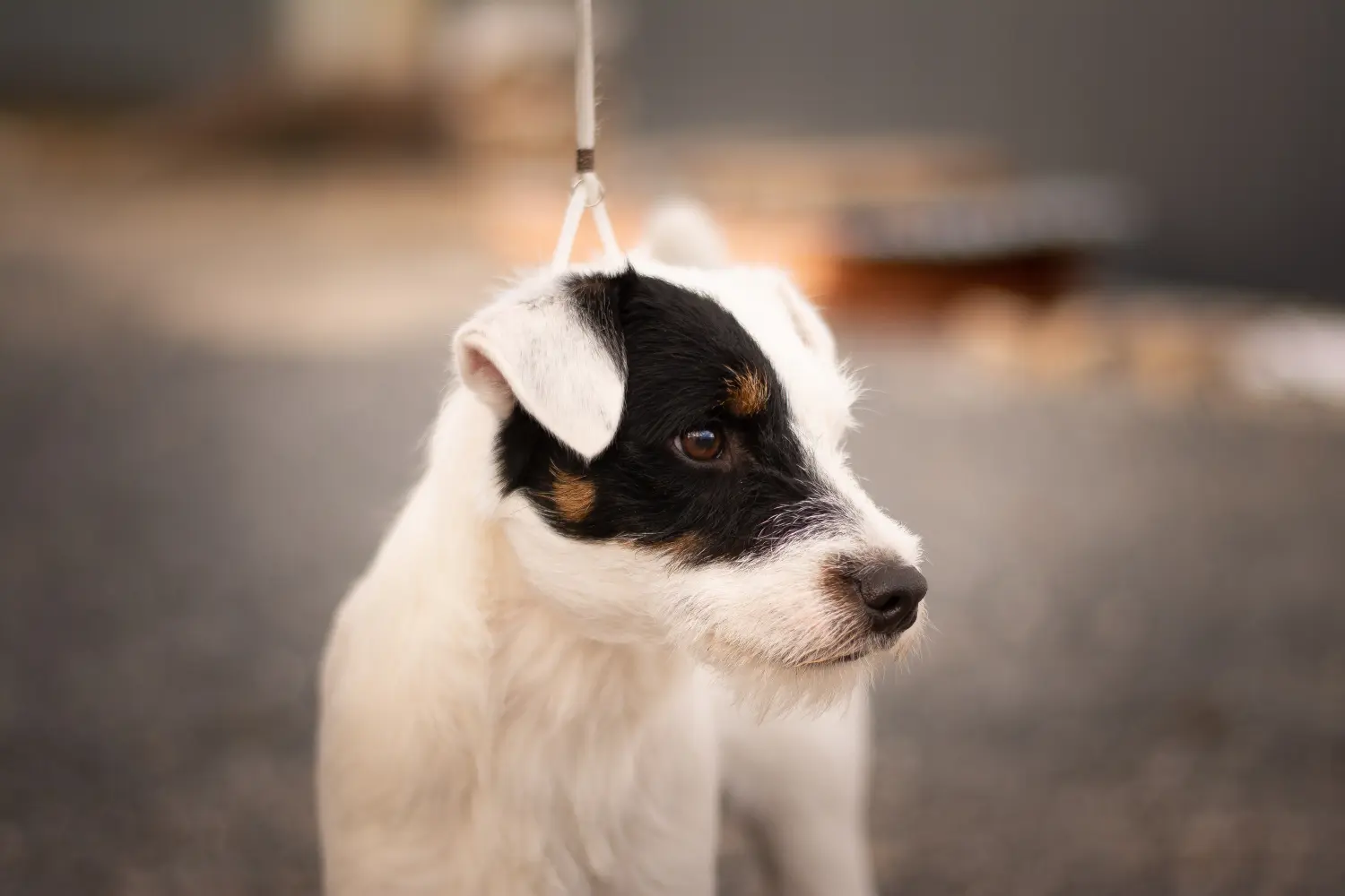 Bir Jack Russell yavrusu satın almak sorumluluk almak demektir! Jack Russell yavruları satın alın.