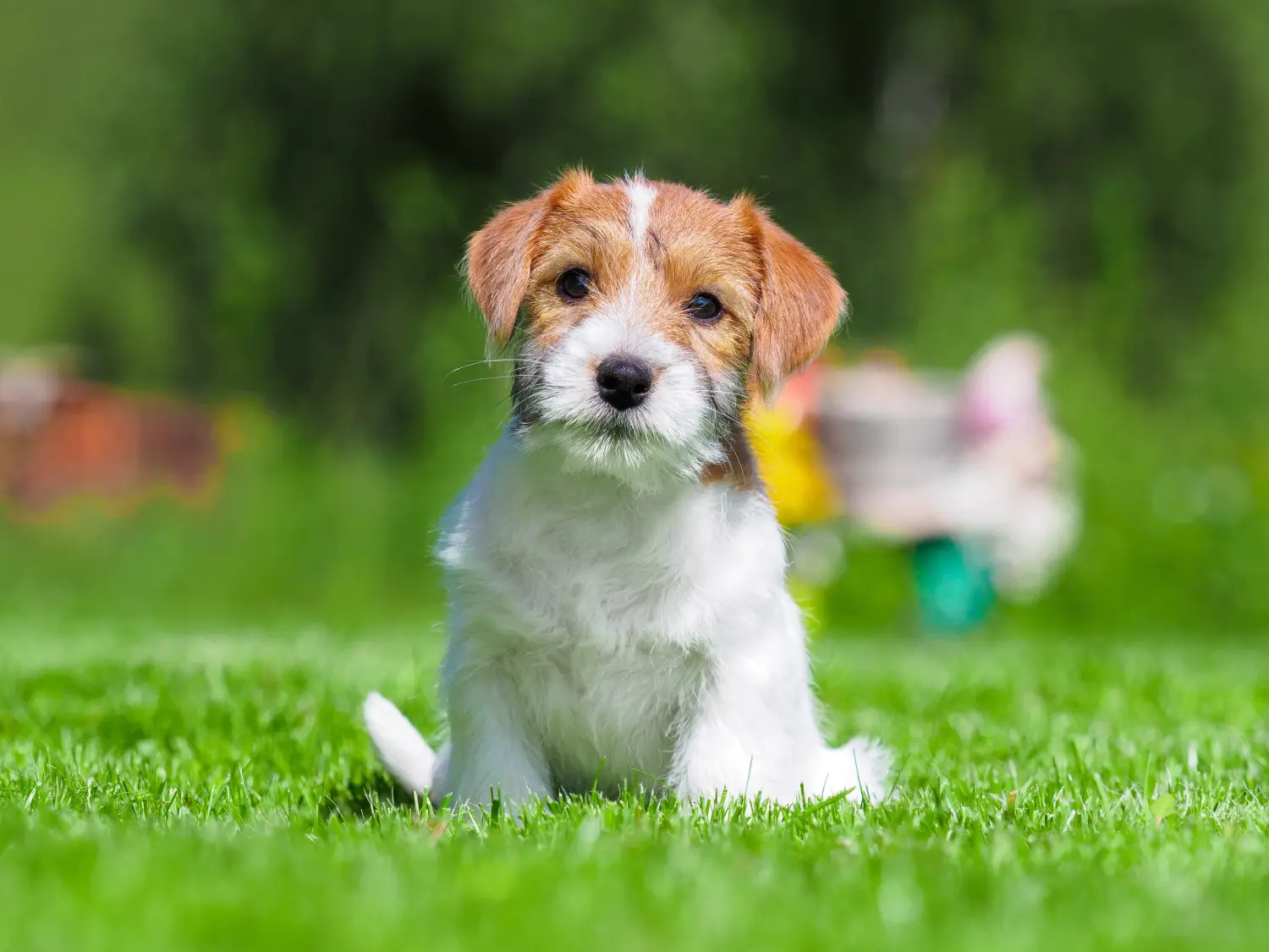 Bir Jack Russell yavrusu satın almak sorumluluk almak demektir! Jack Russell yavruları satın alın.