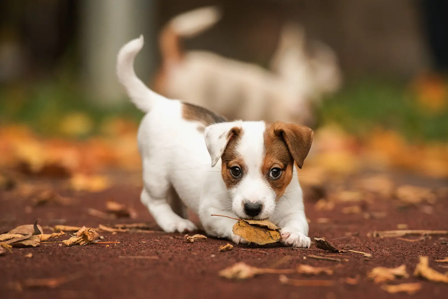Bir Jack Russell yavrusu satın almak sorumluluk almak demektir! Jack Russell yavruları satın alın.
