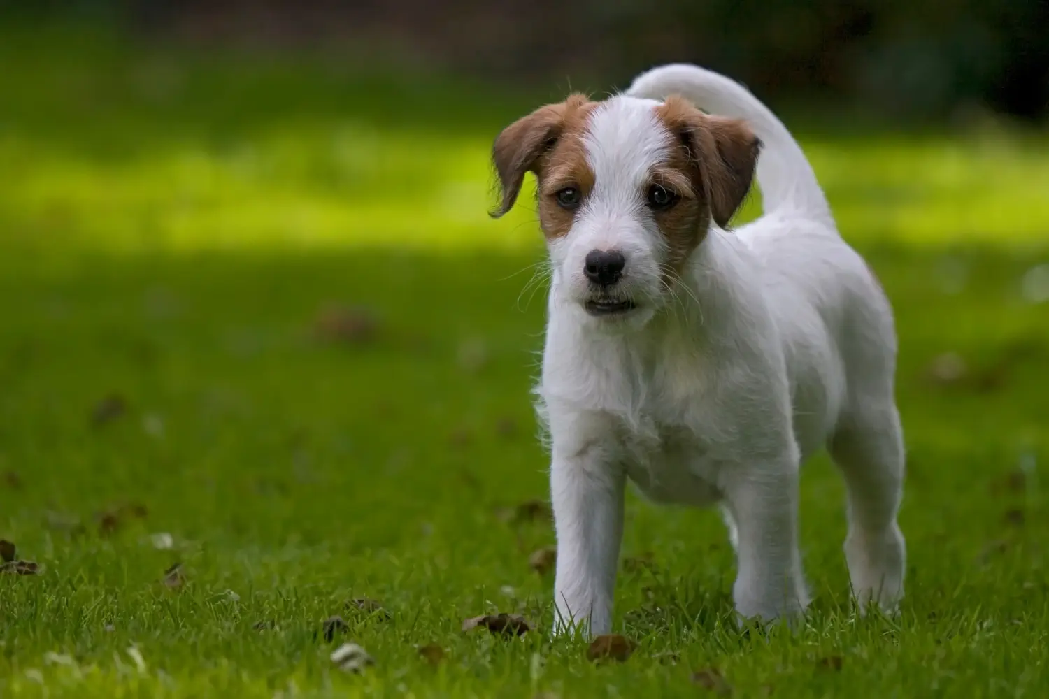 Bir Jack Russell yavrusu satın almak sorumluluk almak demektir! Jack Russell yavruları satın alın.