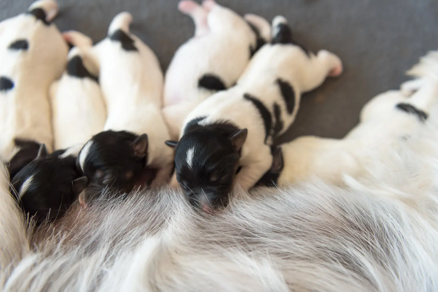 Bir Jack Russell yavrusu satın almak sorumluluk almak demektir! Jack Russell yavruları satın alın.