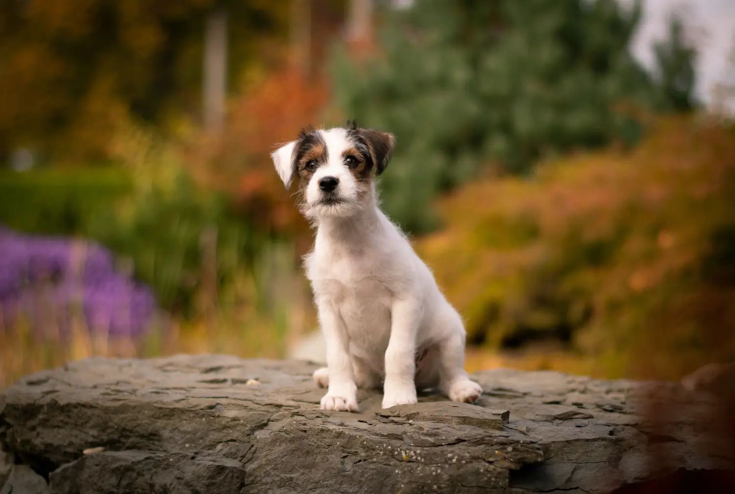 Bir Jack Russell yavrusu satın almak sorumluluk almak demektir! Jack Russell yavruları satın alın.