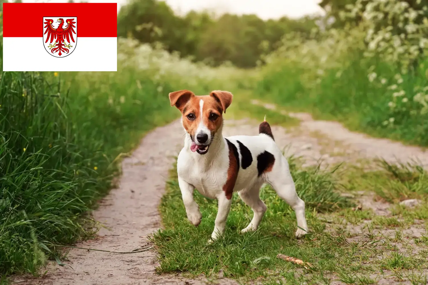 Read more about the article Brandenburg’da Jack Russell yetiştiricileri ve köpek yavruları