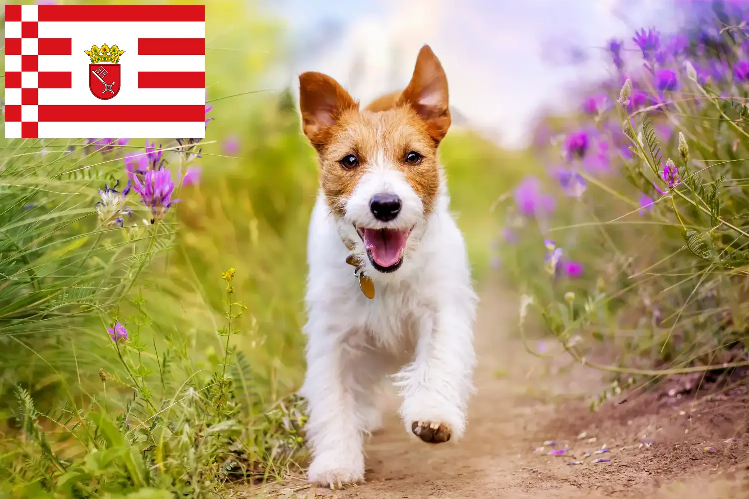 Read more about the article Bremen’de Jack Russell yetiştiricileri ve köpek yavruları