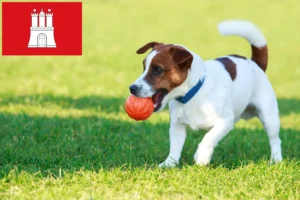 Read more about the article Hamburg’da Jack Russell yetiştiricileri ve köpek yavruları