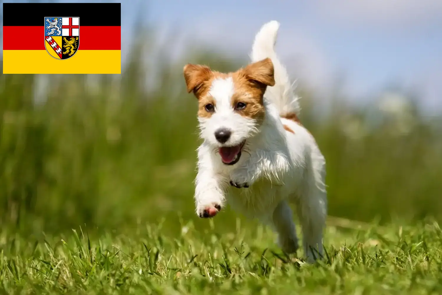 Read more about the article Saarland’da Jack Russell yetiştiricileri ve köpek yavruları