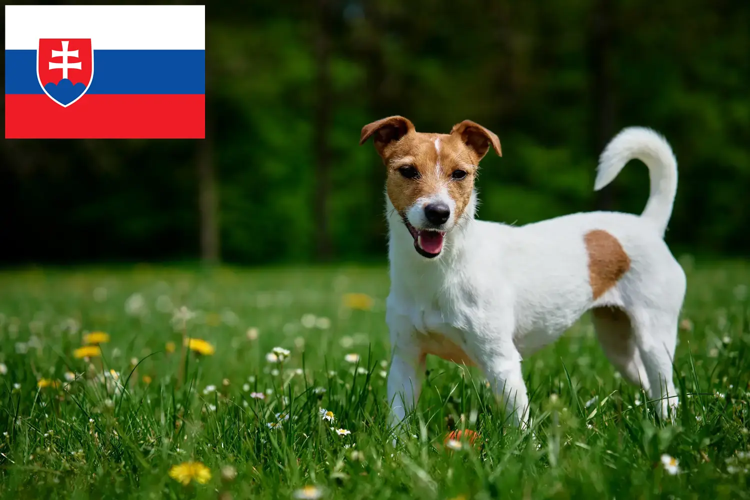 Read more about the article Slovakya’da Jack Russell yetiştiricileri ve köpek yavruları