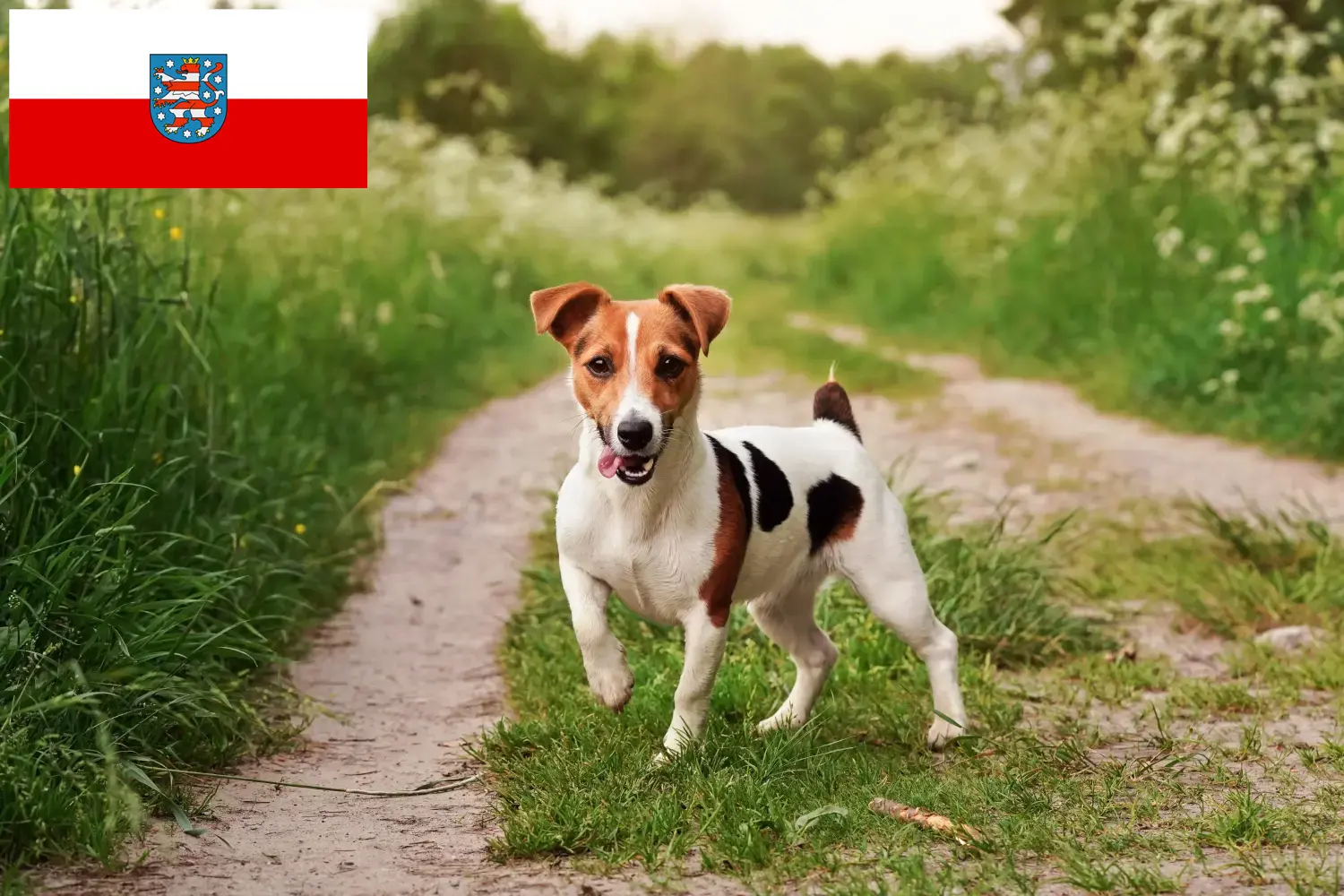 Read more about the article Thüringen’deki Jack Russell yetiştiricileri ve köpek yavruları
