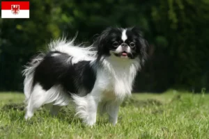 Read more about the article Brandenburg’da Japon Çenesi yetiştiricileri ve köpek yavruları