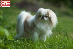 Read more about the article Bremen’de Japon Çenesi yetiştiricileri ve köpek yavruları