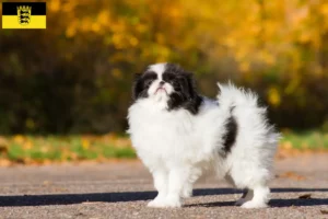Read more about the article Baden-Württemberg’deki Japon Çene yetiştiricileri ve yavru köpekler