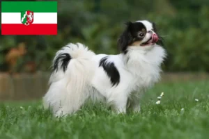 Read more about the article Kuzey Ren-Vestfalya’daki Japan Chin yetiştiricileri ve köpek yavruları