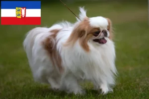 Read more about the article Schleswig-Holstein’da Japon Çenesi yetiştiricileri ve köpek yavruları