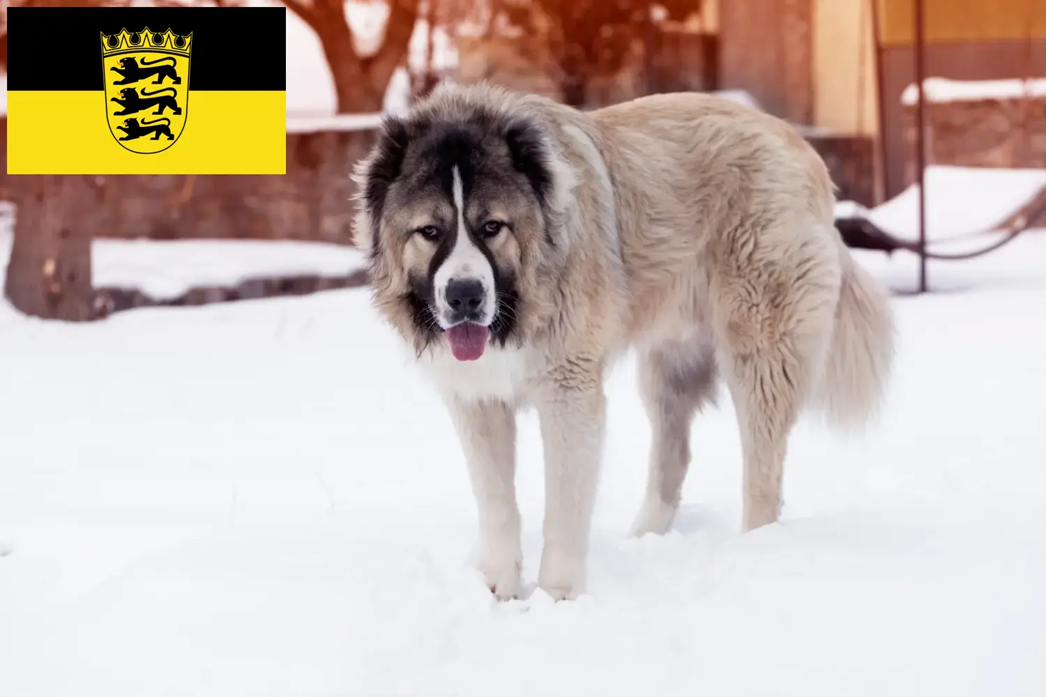 Kafkas Çoban Köpeği Yavruları ve Yetiştiricisi Baden-Württemberg Burada Baden-Württemberg'deki Kafkas Çoban Köpeği yetiştiricilerini bulabilirsiniz.