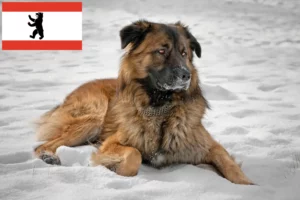 Read more about the article Berlin’de Kafkas Çoban Köpeği Yetiştiricisi ve Yavruları