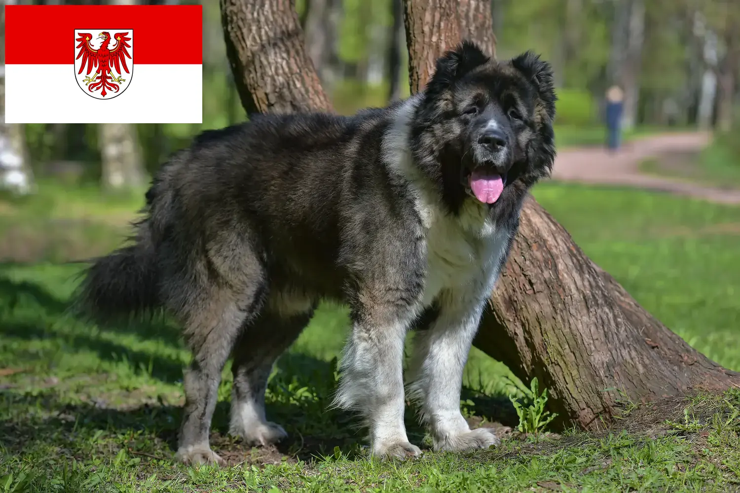 Read more about the article Brandenburg’da Kafkas Çoban Köpeği Yetiştiricisi ve Yavruları