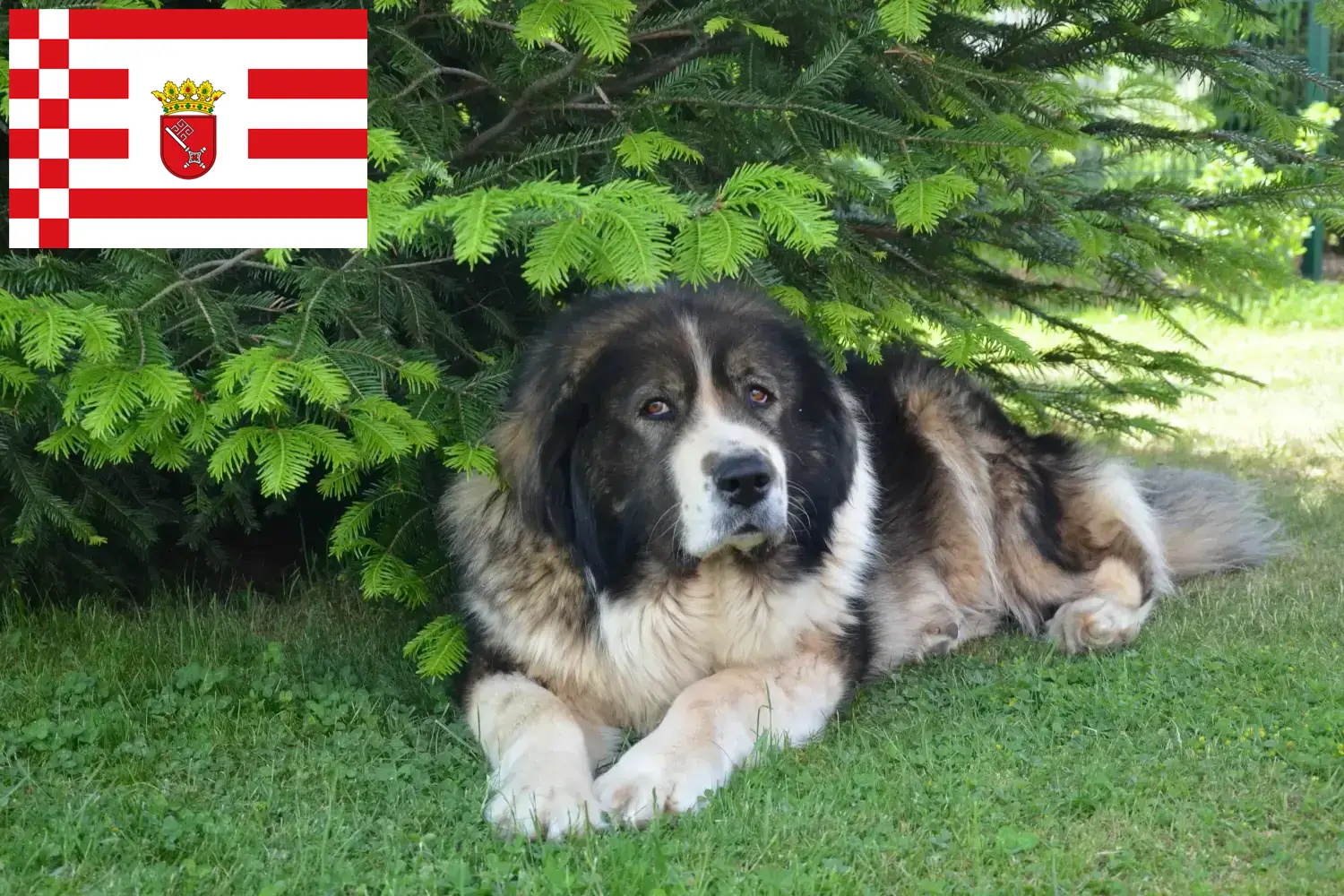 Kafkas Çoban Köpeği Yavruları ve Damızlık Bremen Bremen'deki Kafkas Çoban Köpeği yetiştiricilerini bulun.