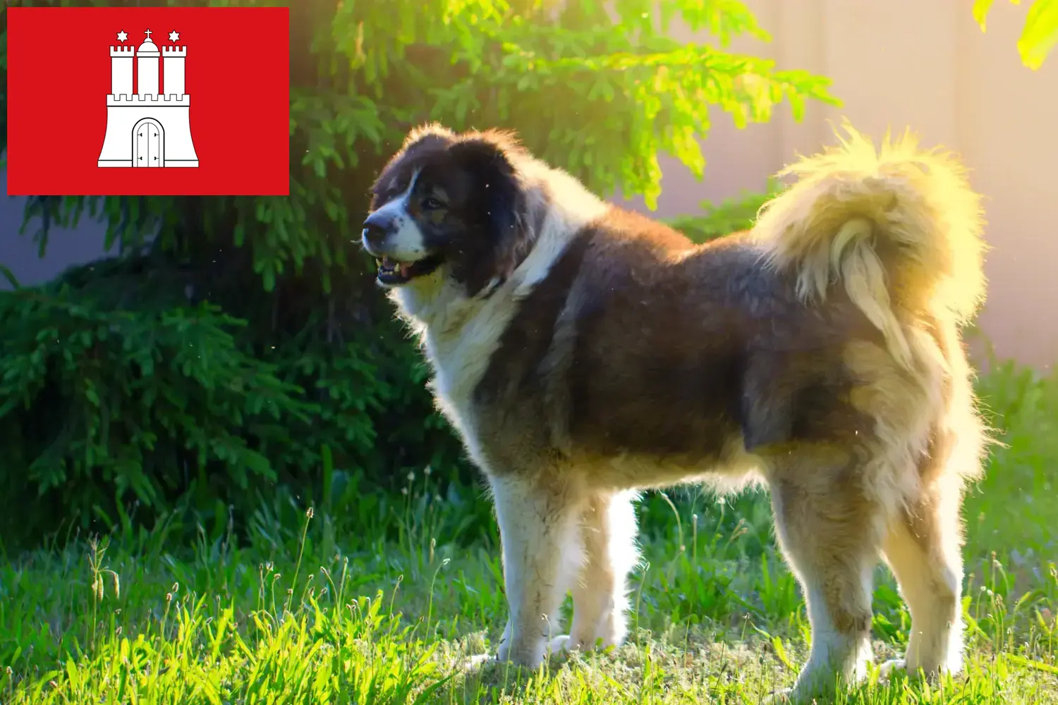 Read more about the article Hamburg’da Kafkas Çoban Köpeği Yetiştiricisi ve Yavruları