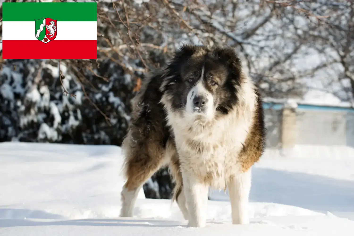 Read more about the article Kuzey Ren-Vestfalya’da Kafkas Çoban Köpeği Yetiştiricisi ve Yavruları