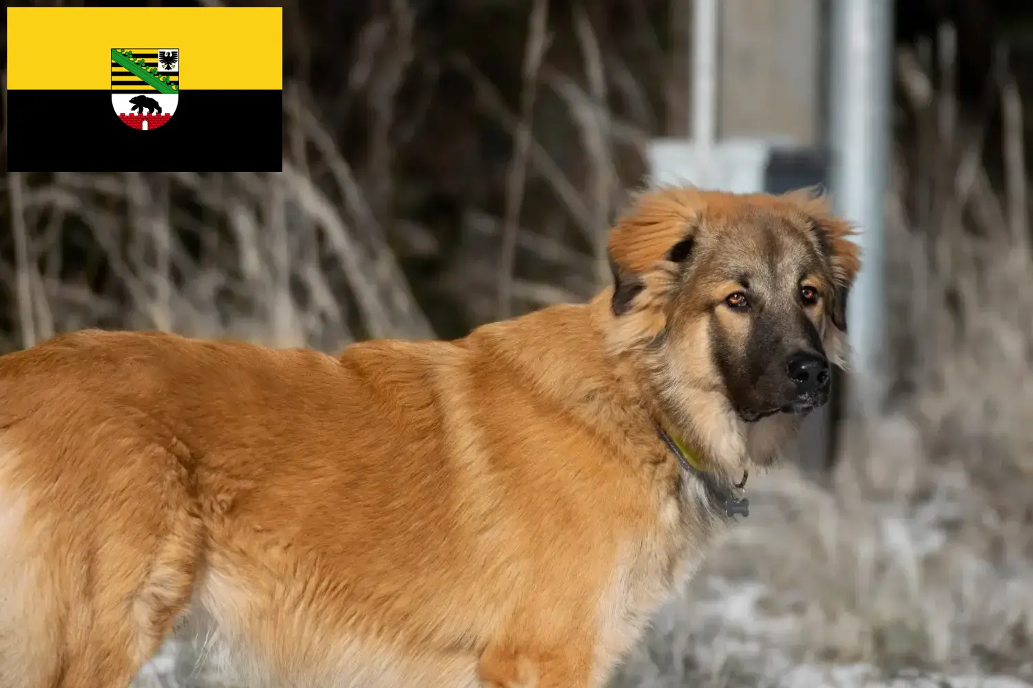 Read more about the article Saksonya-Anhalt’da Kafkas Çoban Köpeği Yetiştiricisi ve Yavruları