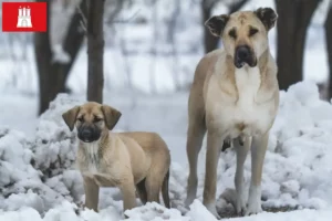 Read more about the article Hamburg’da Kangal yetiştiricileri ve köpek yavruları