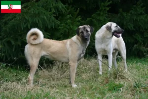 Read more about the article Kuzey Ren-Vestfalya’da Kangal yetiştiricileri ve köpek yavruları