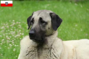 Read more about the article Thüringen’deki Kangal yetiştiricileri ve köpek yavruları
