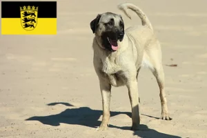 Read more about the article Baden-Württemberg’de Kangal yetiştiricileri ve köpek yavruları