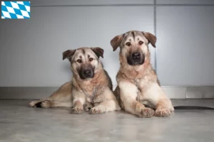 Read more about the article Bavyera’da Kangal yetiştiricileri ve köpek yavruları
