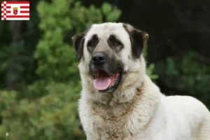 Read more about the article Bremen’de Kangal yetiştiricileri ve köpek yavruları