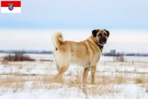 Read more about the article Hessen’deki Kangal yetiştiricileri ve köpek yavruları