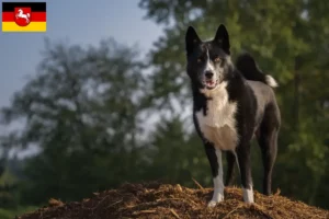 Read more about the article Aşağı Saksonya’daki Karelian Ayı Köpeği yetiştiricileri ve yavruları