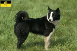 Read more about the article Baden-Württemberg’de Karelian Ayı Köpeği yetiştiricileri ve yavruları