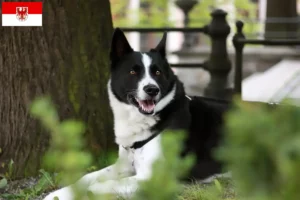 Read more about the article Brandenburg’da Karelian Bear cinsi köpek yetiştiricileri ve yavruları