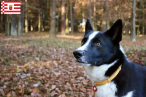 Read more about the article Bremen’de Karelian Bear cinsi köpek yetiştiricisi ve yavruları