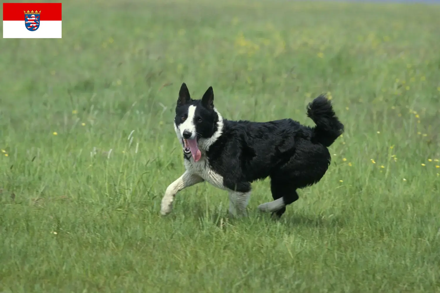 Read more about the article Hessen’de Karelian Bear cinsi köpek yetiştiricileri ve yavruları