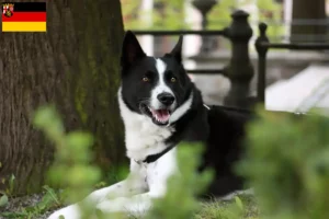 Read more about the article Rheinland-Pfalz’da Karelian Bear cinsi köpek yetiştiricileri ve yavruları