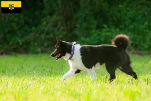Read more about the article Saxony-Anhalt’da Karelian Bear cinsi köpek yetiştiricileri ve yavruları