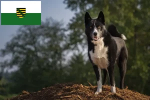 Read more about the article Saksonya’da Karelian Ayı Köpeği Yetiştiricisi ve Yavruları